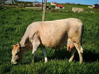 Vaca, Yak salvaje — foto 3