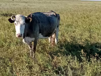 Kuh, Simmental cattle — Foto 7
