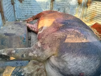 Vind carne de purcel — foto 1