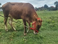 Vaca, Raza Alatau — foto 5