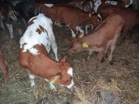 Bulle, Simmental cattle — Foto 3
