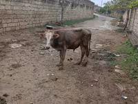 Bull, Cattle — photo 1
