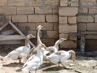 Geese — foto 4