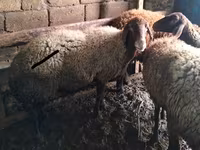 Ram, Sheep — photo 2