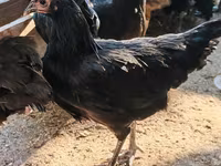 أوسترالورب — الصورة 1