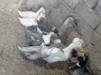 Ducks — Foto 5