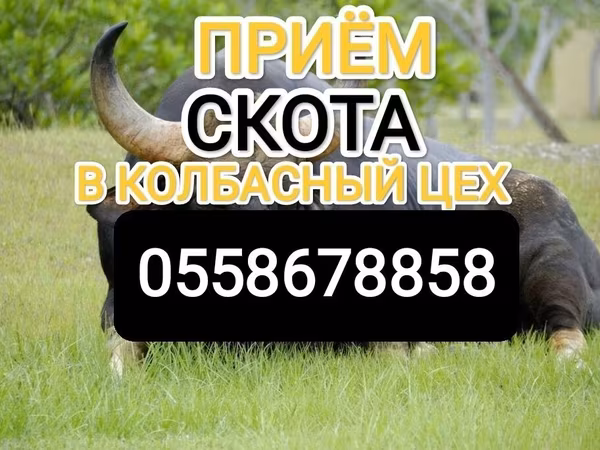 Коровы
