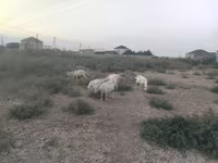 Ziege, Ziegen — Foto 2