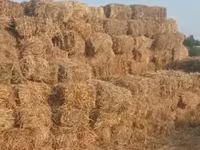 Ot presi satılır - 600 ədəd Keyfiyyətli və təbii ot presləri satılır — photo 1