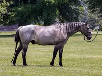 Aygʻir, Quarter Horse — 2-rasm