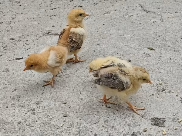 Chickens