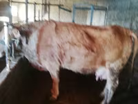 İnək, Latvian Blue cattle — foto 3