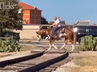 حصان, American paint horse — الصورة 4