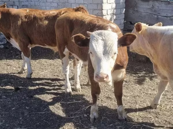 Rinder (Partie, Geschlecht nicht angegeben), Swiss cattle