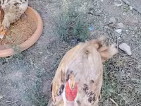 Chickens — الصورة 5