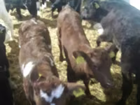 Bulle, Limousin-Kuh — Foto 7