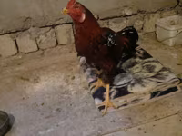 Chickens — foto 7