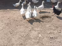 Ducks — Foto 1