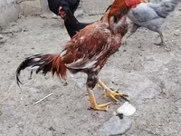 Chickens — Foto 1