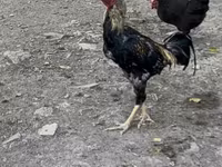 Chickens — الصورة 3