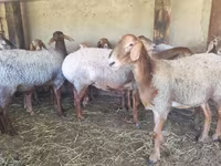 母羊, Arashan sheep — 照片 4
