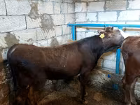 公牛, Red-spotted breed — 照片 3