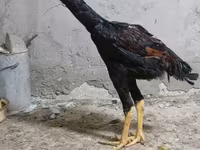 Chickens — फ़ोटो 4