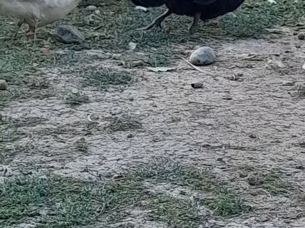 ऑस्ट्रेलियन स्पॉटेड
