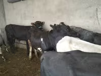 Bulle, Swiss cattle — Foto 2
