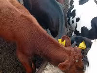 Buğa, Russian Black pied cattle — foto 5