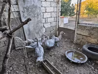 Ducks — Foto 2