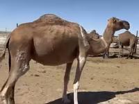 骆驼（批次，未指定性别）, Anafi camel — 照片 5