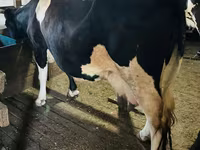Kuh, Russian Black pied cattle — Foto 5