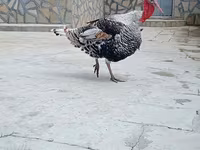 Кең төс ақ — 6-сурет