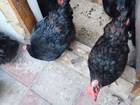 Australian Pit Game fowl — Foto 2