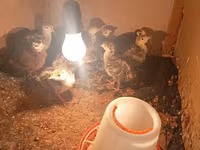 Turkeys — Foto 3
