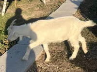 बकरी, Saanen goat — फ़ोटो 2