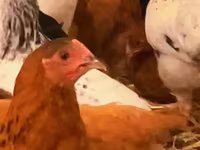 Chickens — फ़ोटो 1