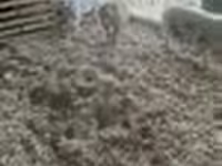 خنازير (دفعة، الجنس غير محدد), Дюрок — الصورة 2