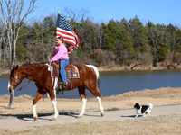 At, National Show Horse — foto 6