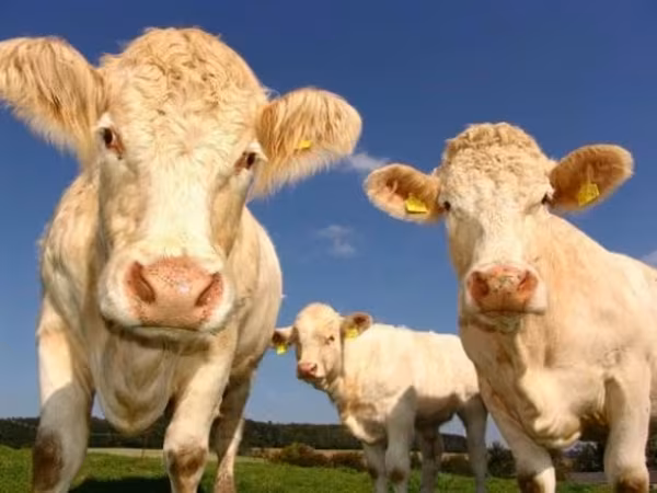 Kuh, Russian Black pied cattle — Russland