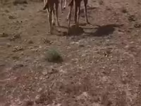 ناقة, Kazakh Bactrian camel — الصورة 6