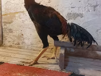 Chickens — 6-сурет