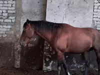 Horse (M), Kazakh horse — photo 1