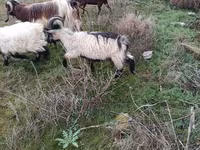 Goats (batch, sex not specified), Saanen goat — photo 3