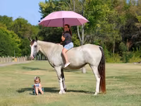 فرس, Skyros Pony — الصورة 1