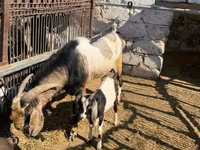 公山羊, Nubian Goat — 照片 4