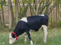 Bulle, Holstein-Rasse — Foto 1