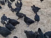 Chickens — الصورة 5