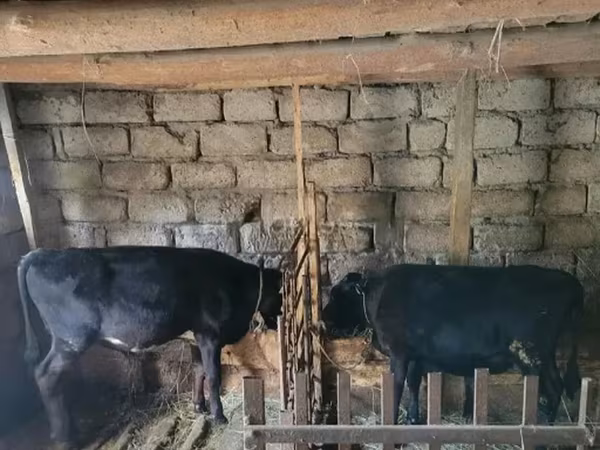 Бык, Коровы